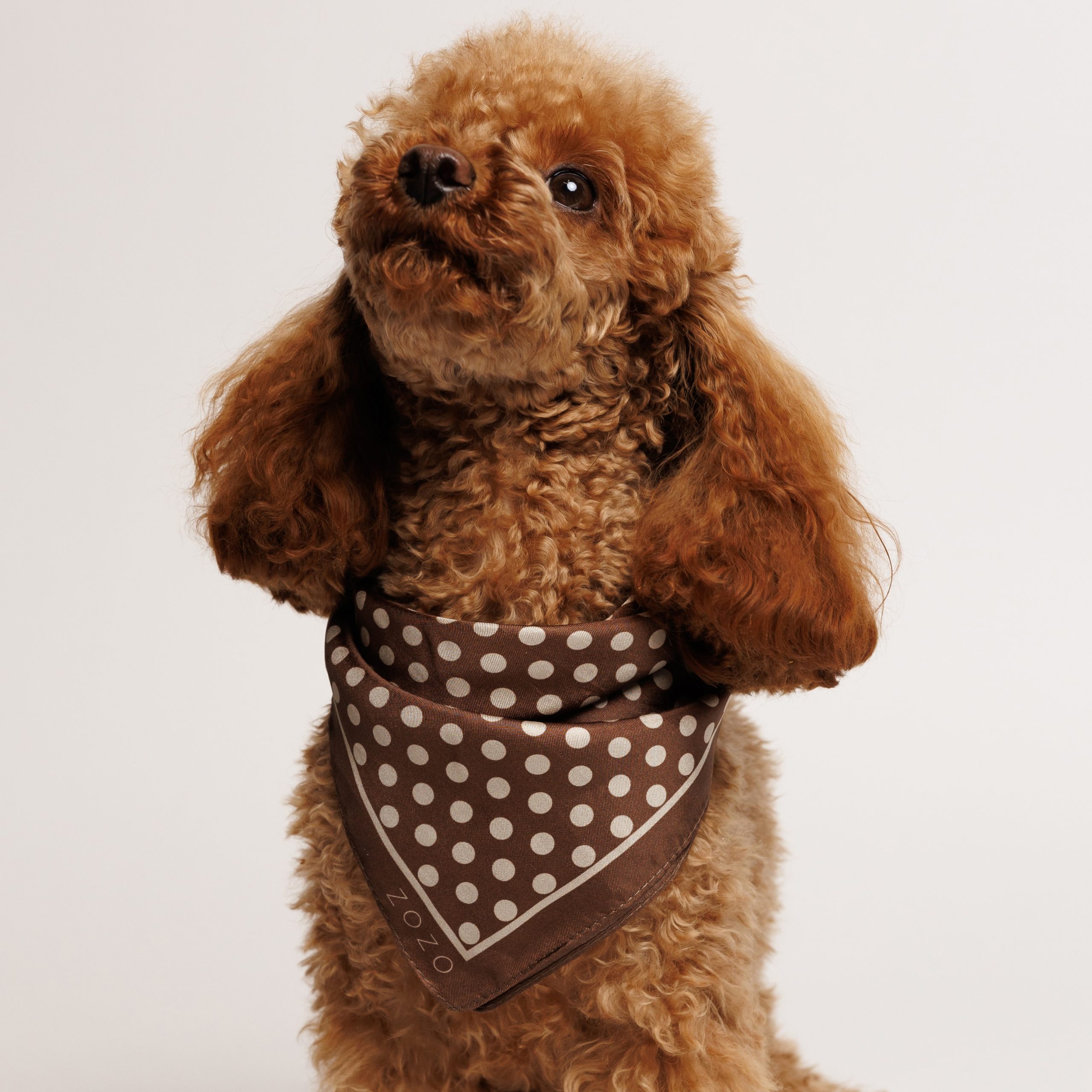 Chustka jedwabna ROXY - brązowa w WIĘKSZE kropki