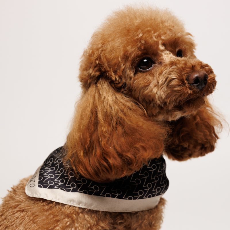 Chustka jedwabna ROXY - czarna z logo ZOZO