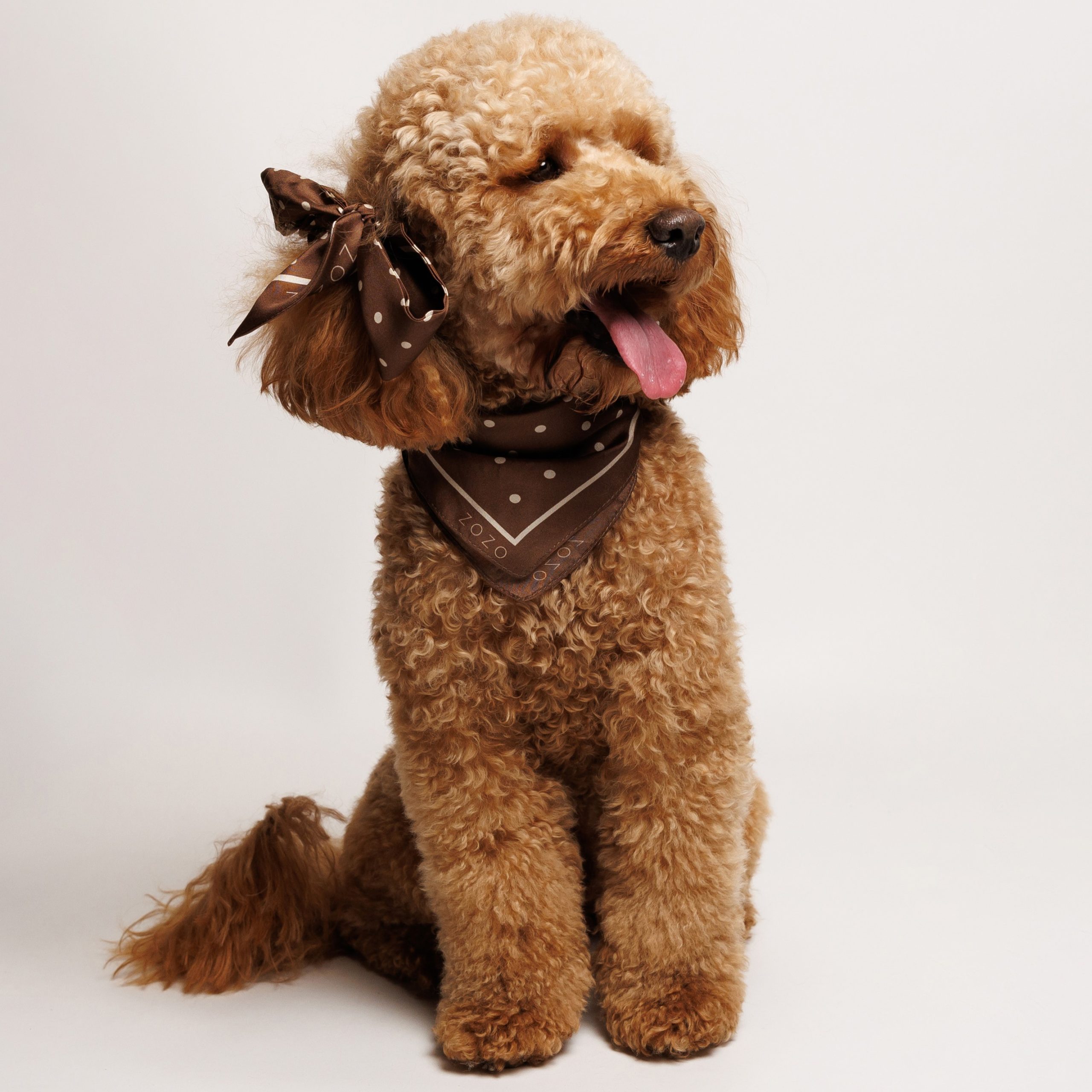 Chustka jedwabna ROXY - brązowa w MNIEJSZE kropki - obrazek 2