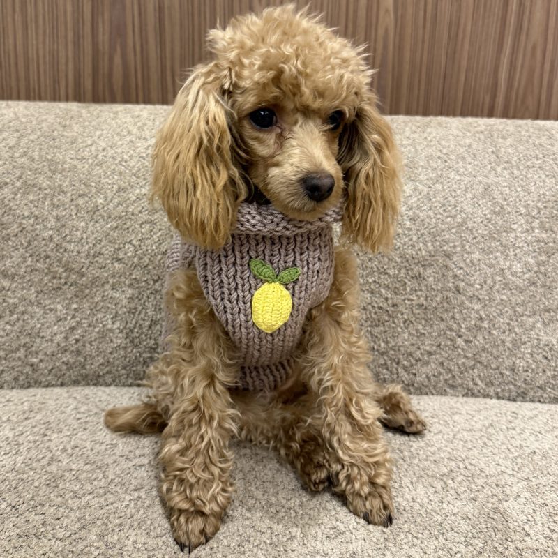 Sweter gładki z cytrynami -ciemny beż LEMON