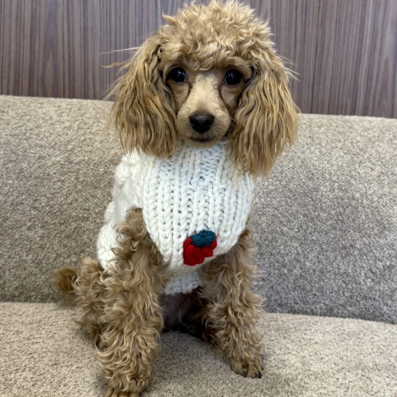 Sweter WARKOCZ z truskawkami - śmietankowy FRAGOLA