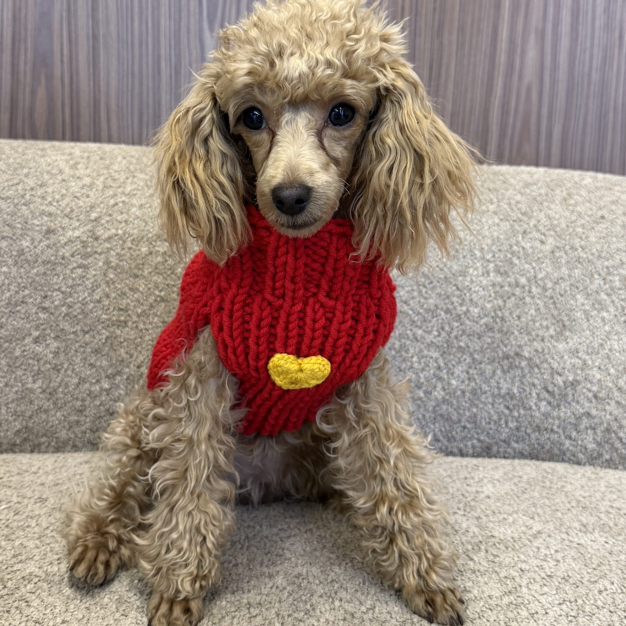 Sweter gładki z WYBRANĄ LITERKĄ - czerwony - obrazek 2