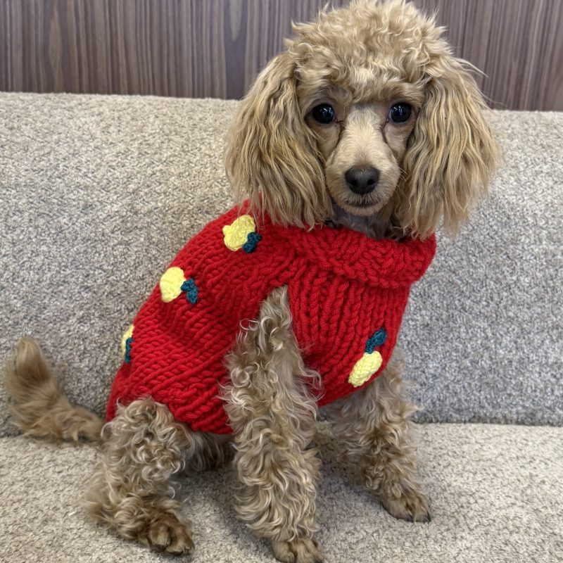 Sweter gładki z cytrynami - czerwony LEMON