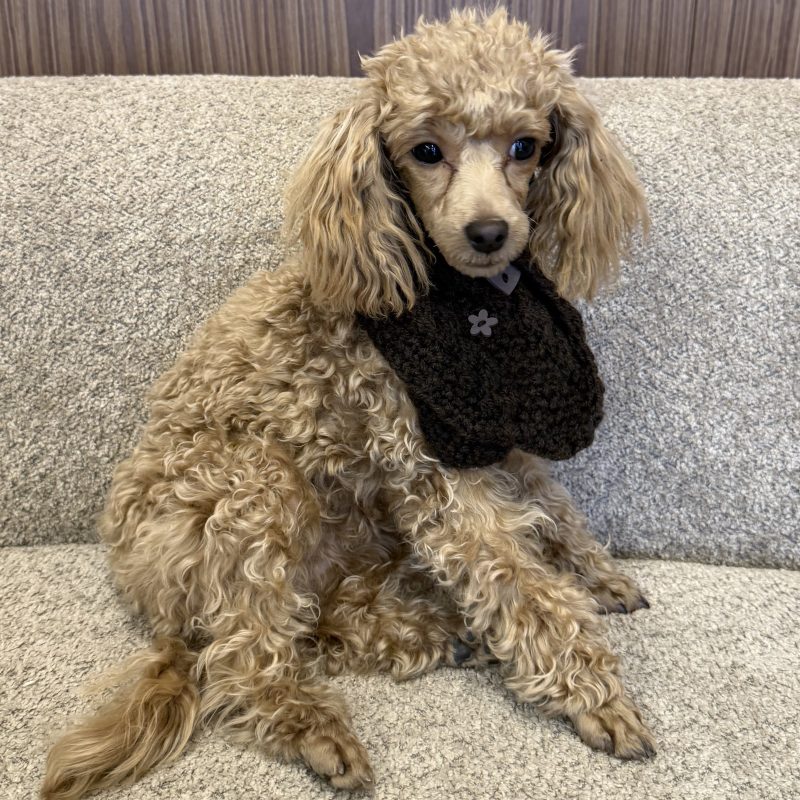 Szalik sweterkowy HELENKA - czarny