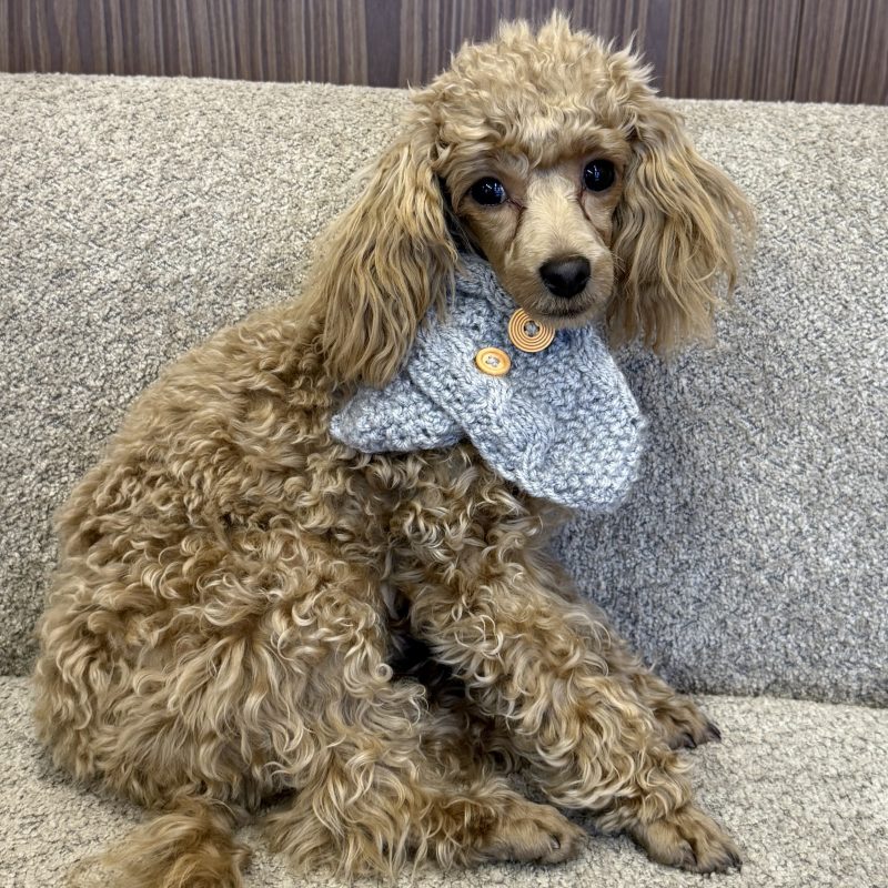 Szalik sweterkowy HELENKA - szary