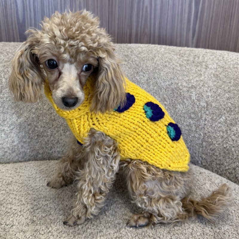 Sweter gładki z jeżynami - żółty MORA